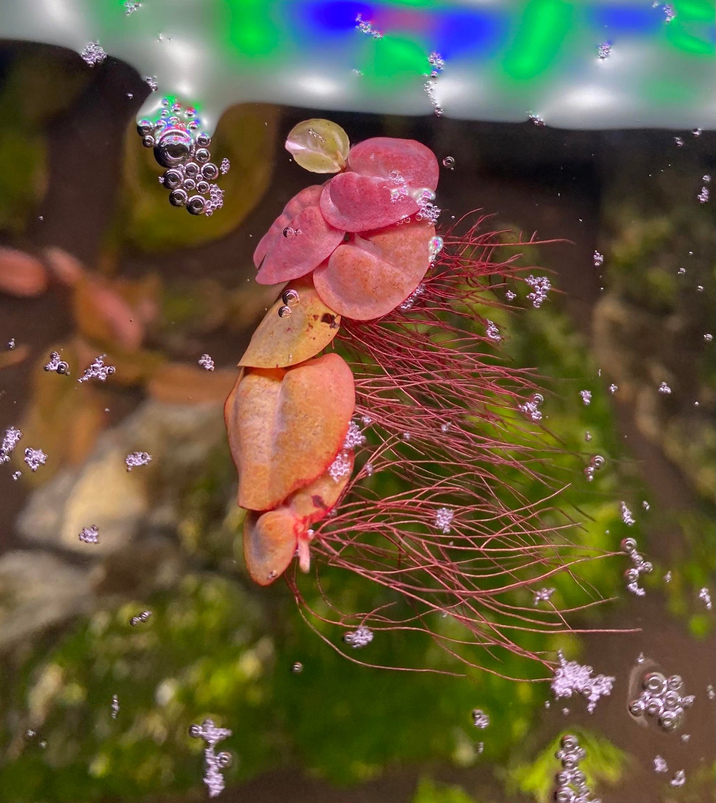 Aquafluer Phyllantus Fluitans Red Root Floater Box