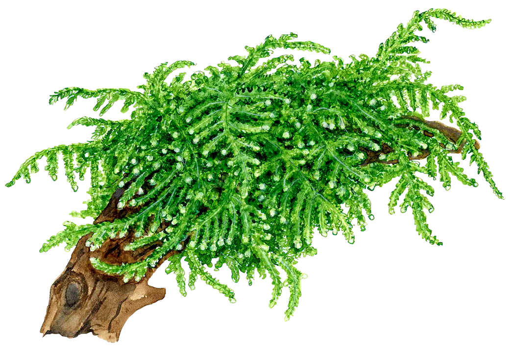 Tropica Vesicularia ferries ‘Weeping Moss’ 1-2-Grow!