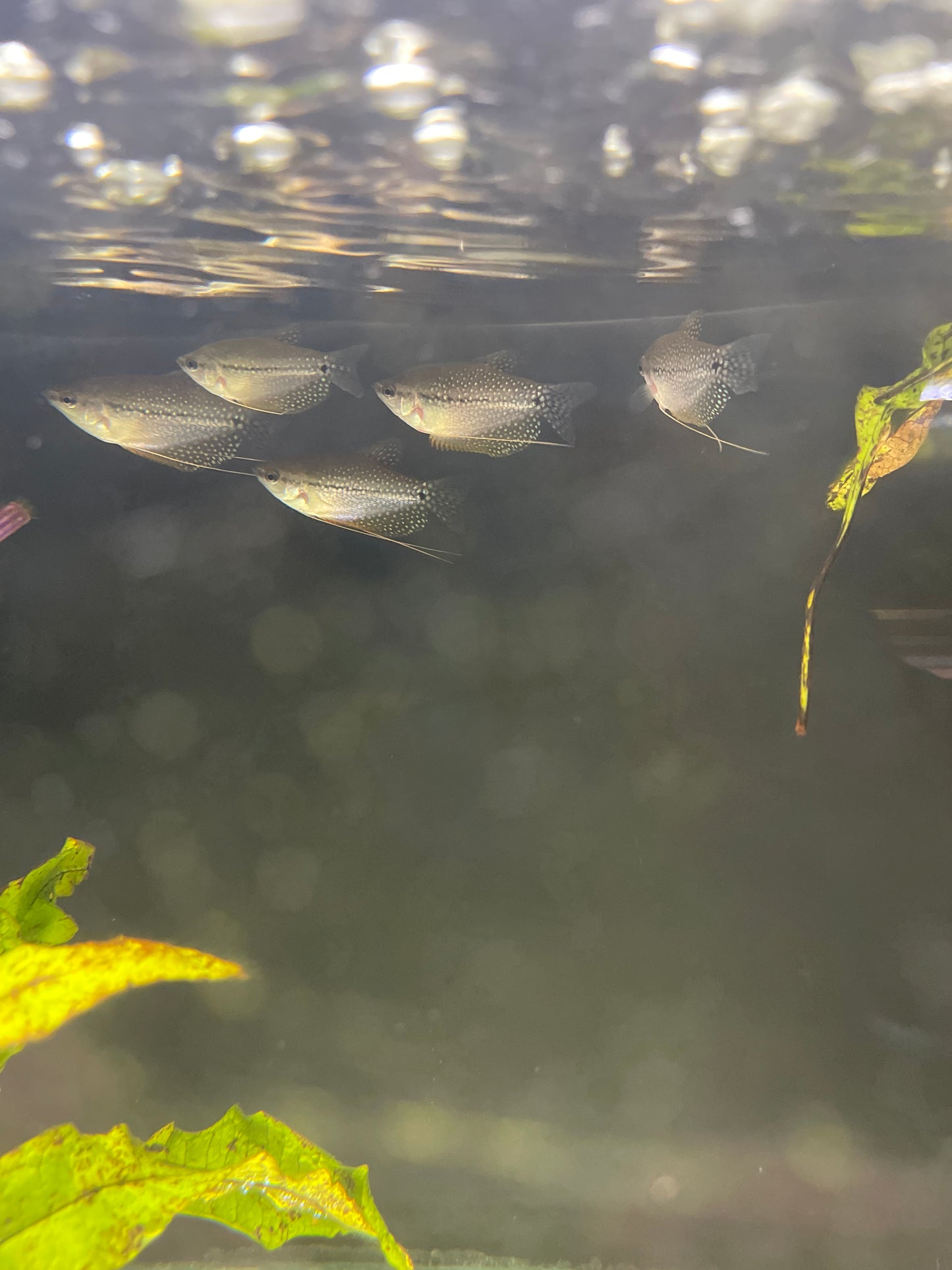 Pearl Gourami