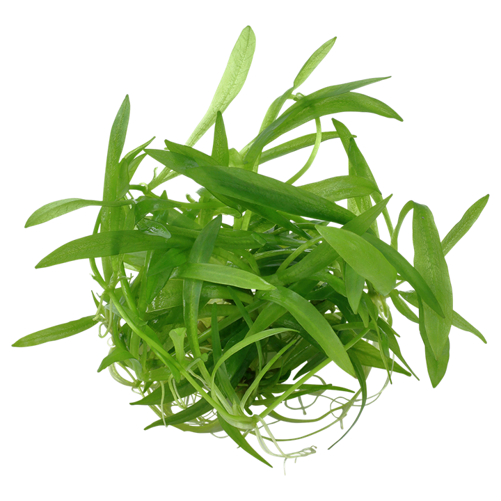 Tropica Helanthium bolivianum 'Quadricostatus' 1-2-Grow!