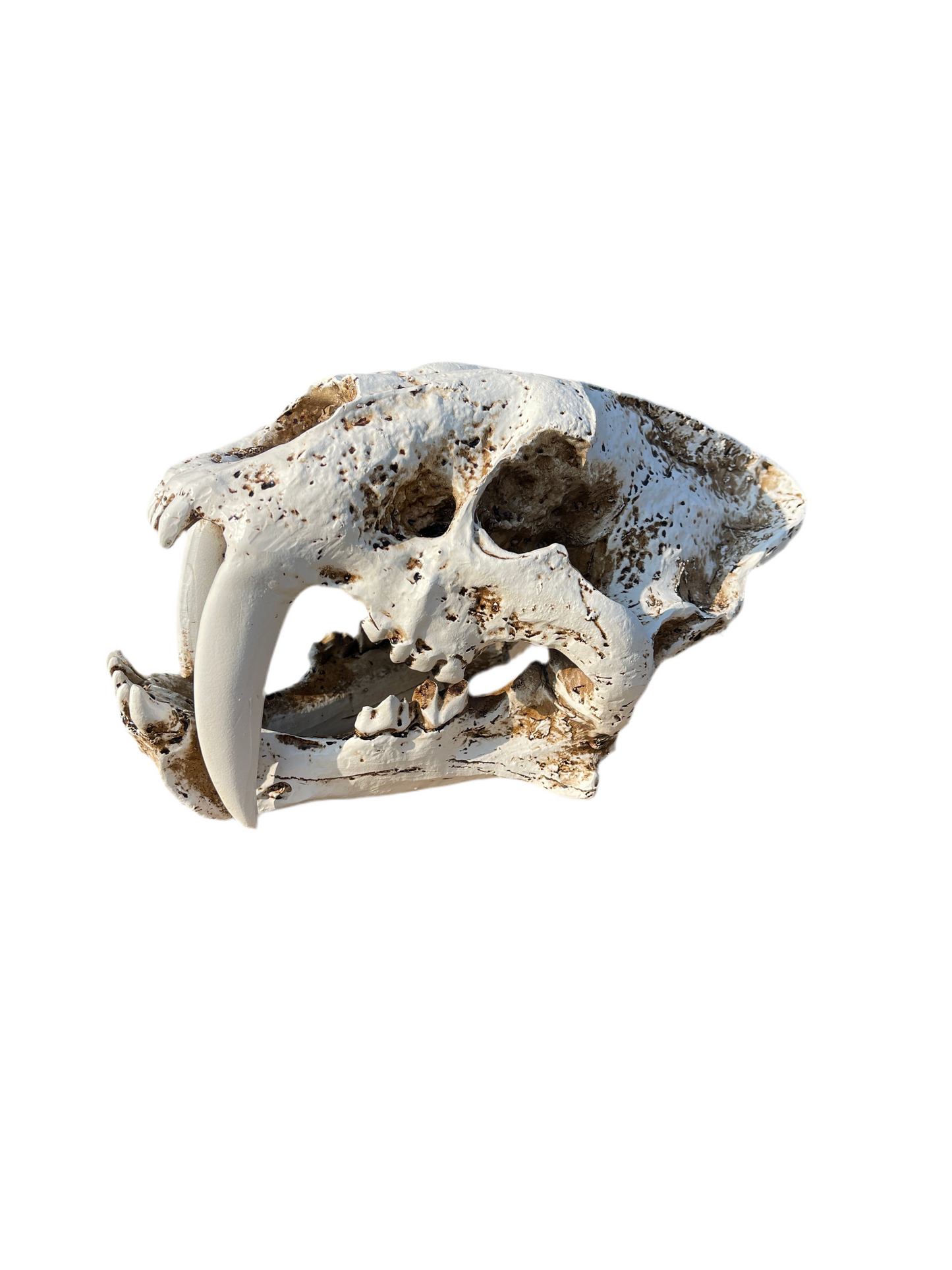 ProRep Smilodon Skull Ornament