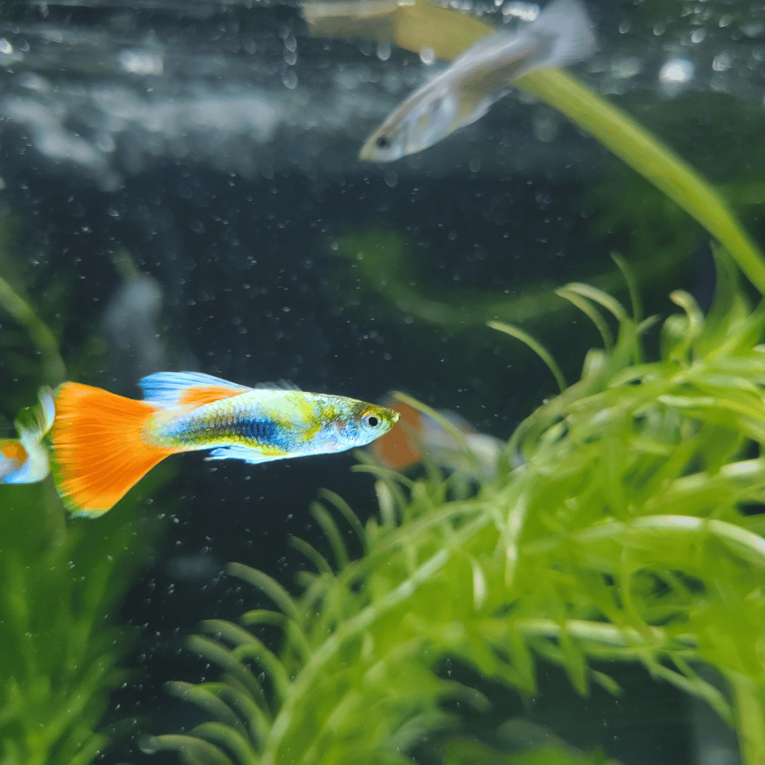 Male Guppy