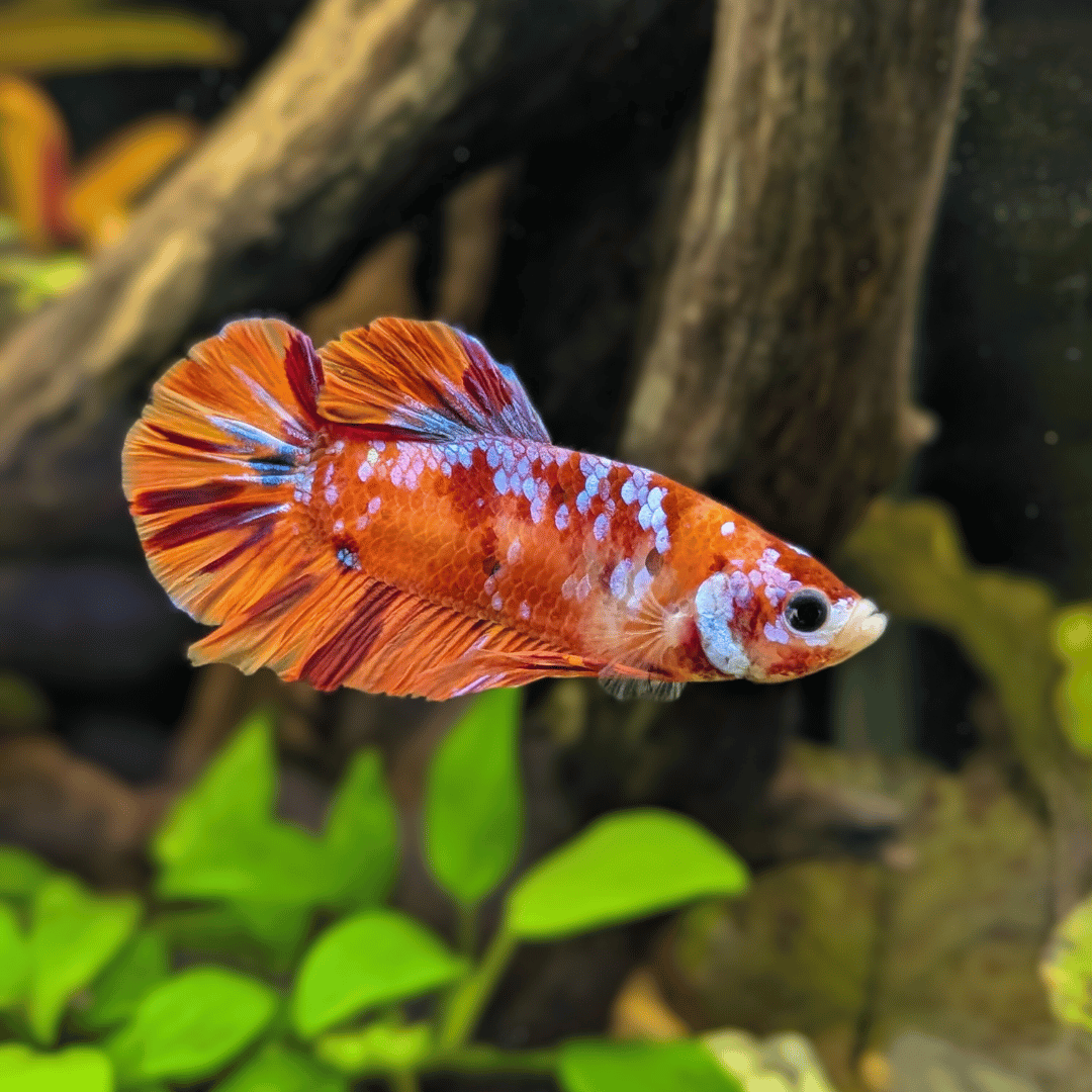 Male Koi Betta