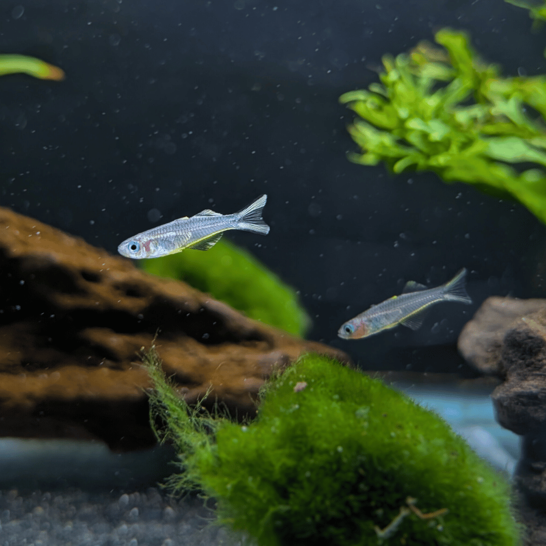 Forktail Blue Eye Furcata Rainbow Fish