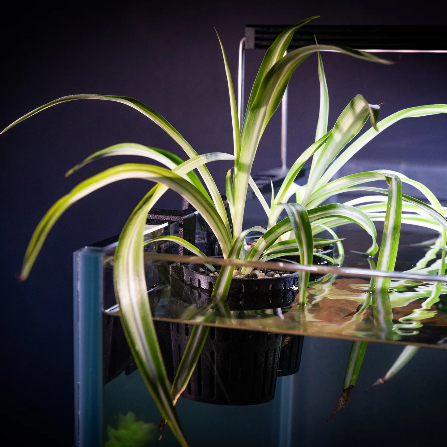 FLAREFORGE Hang on Back Plant Pot Double Pack