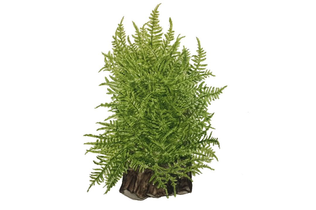 Tropica Taxiphyllum alternans ‘Taiwan Moss’ 1-2-Grow!
