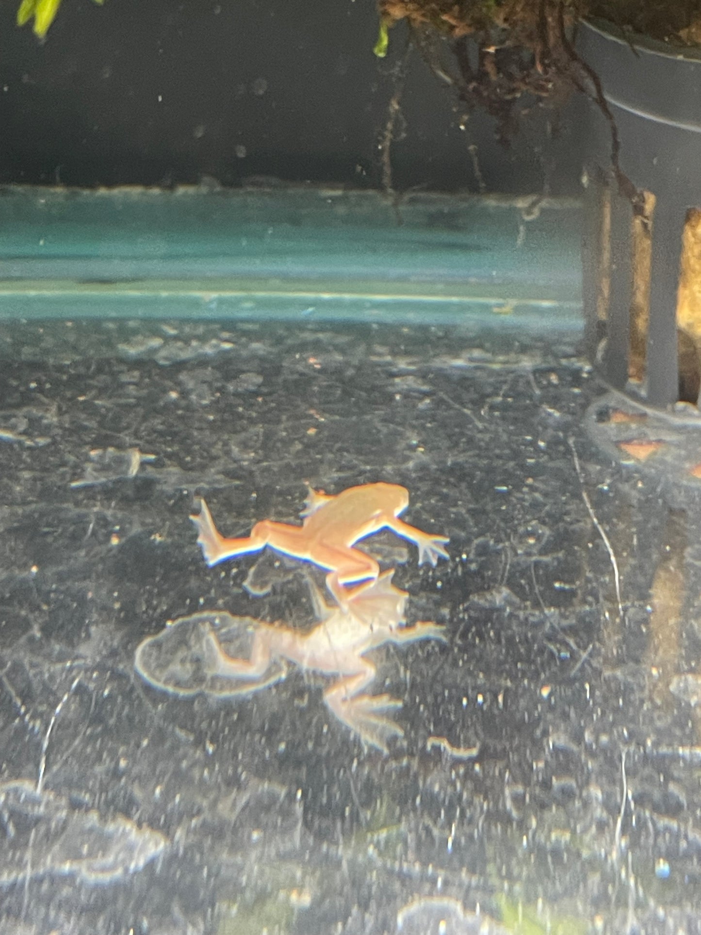 Gold Dwarf Congo Frog