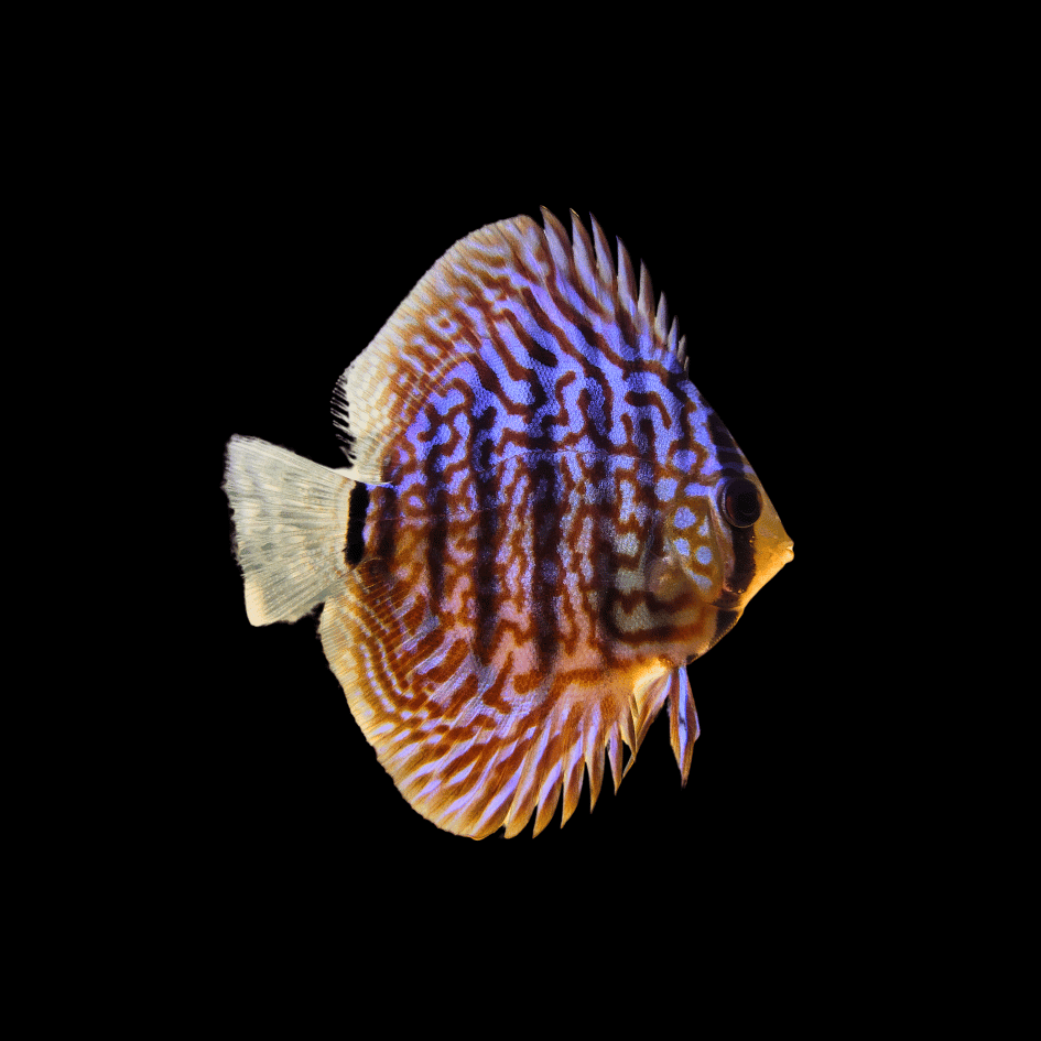 discus freshwater fish