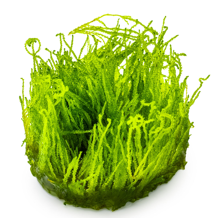 Tropica Taxiphyllum sp. ‘Flame Moss’ 1-2-Grow!