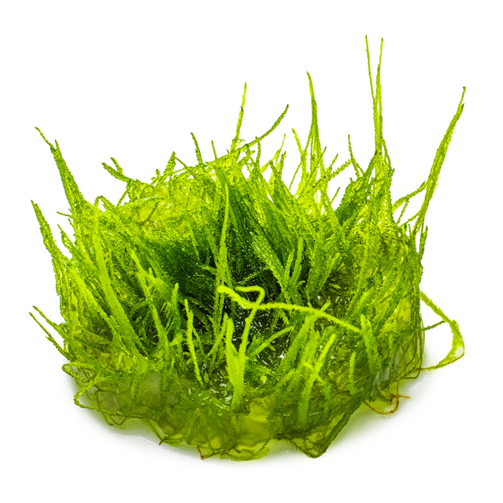 Tropica Taxiphyllum barbieri ‘Bogor Moss’ 1-2-Grow!