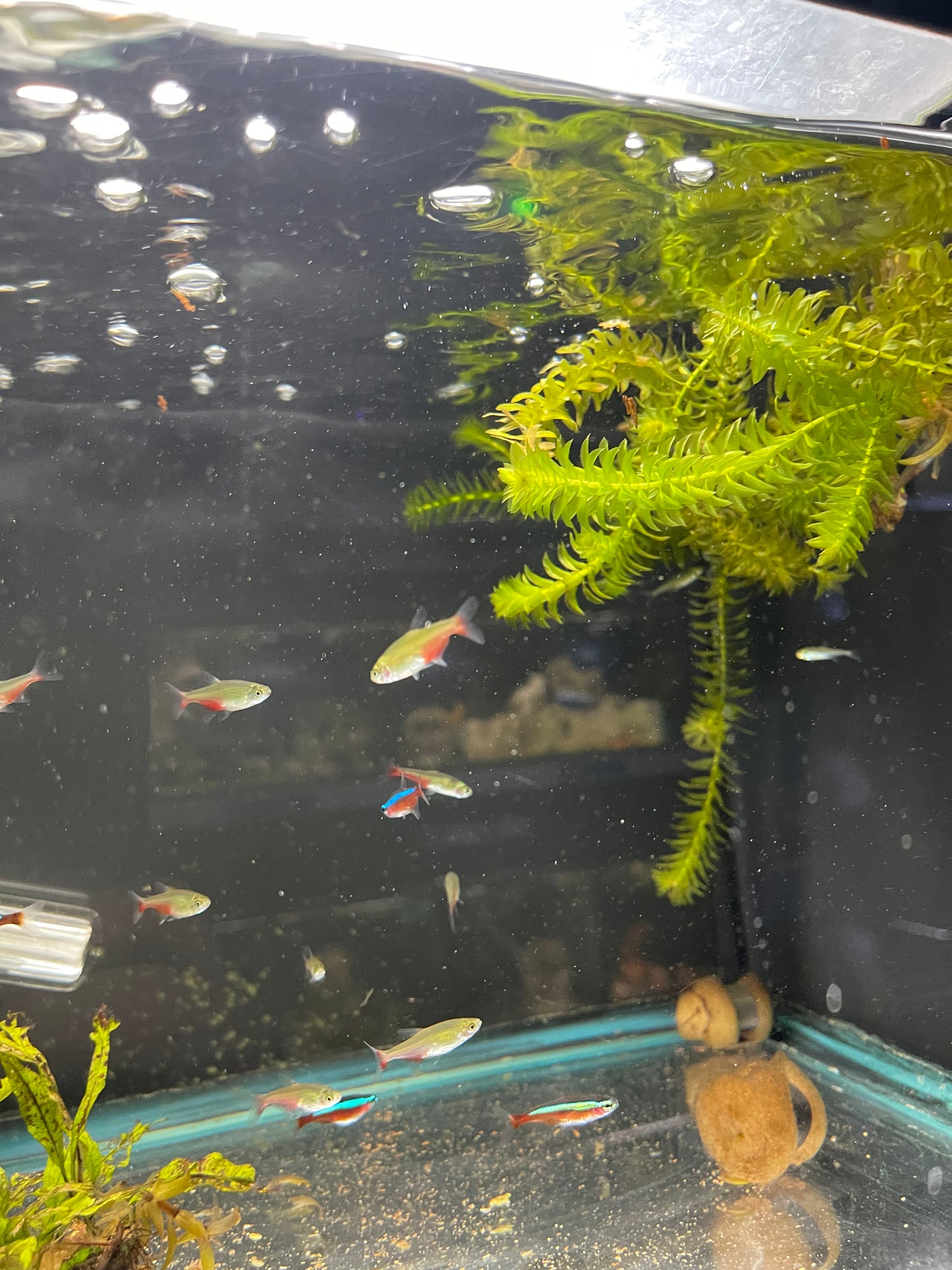 Rathbuni Bloodfin Tetra