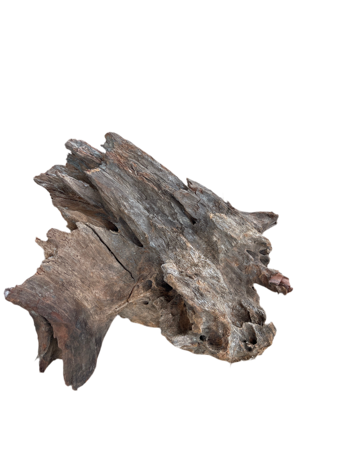 Mangrove Root 40-60cm