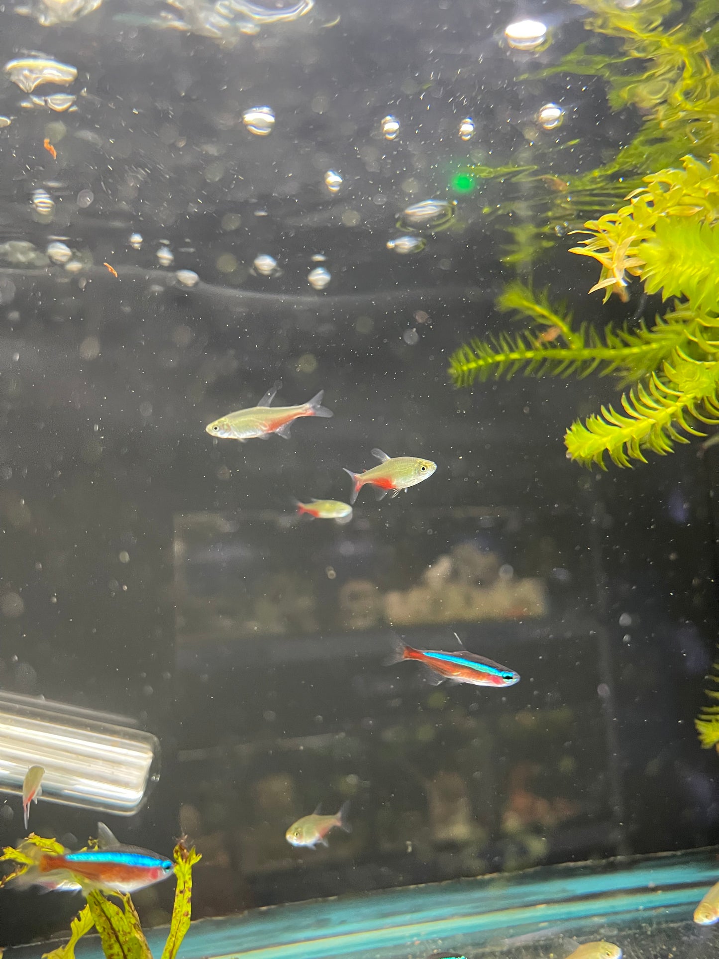 Rathbuni Bloodfin Tetra