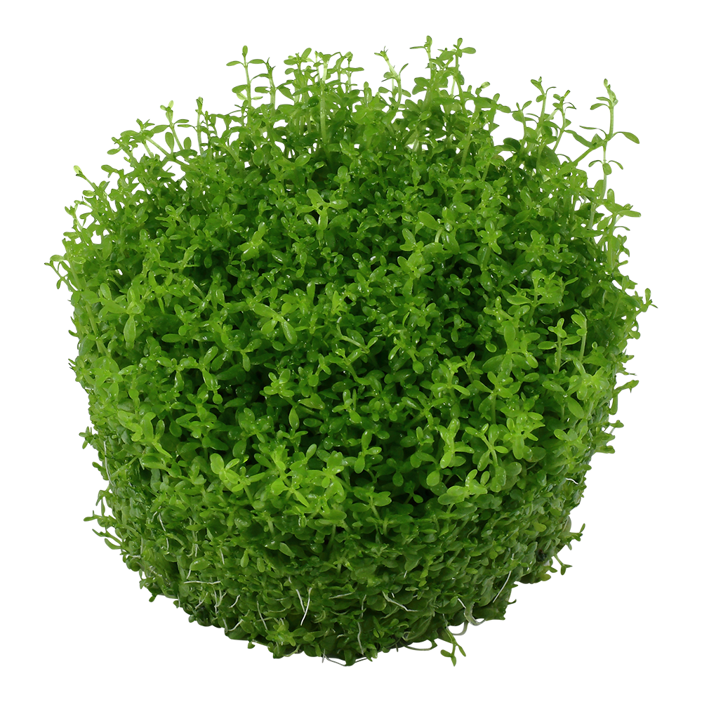 Tropica Micranthemum callitrichoides 'Cuba' 1-2-Grow!