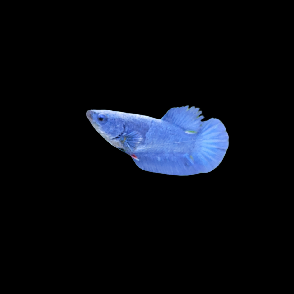 Female Betta (Siamese Fighting Fish)
