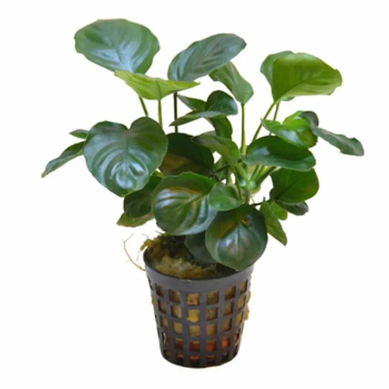 Large Pots