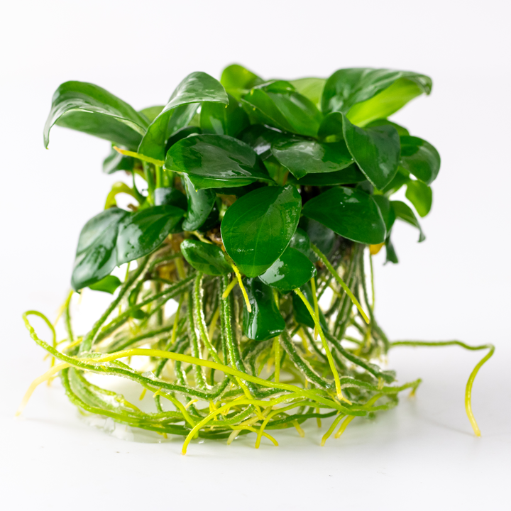 Tropica Anubias bateri nana 1-2-Grow!