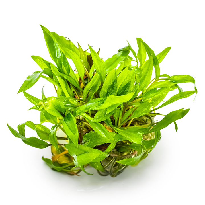 Tropica Cryptocoryne wendtii 'Green' 1-2-Grow!
