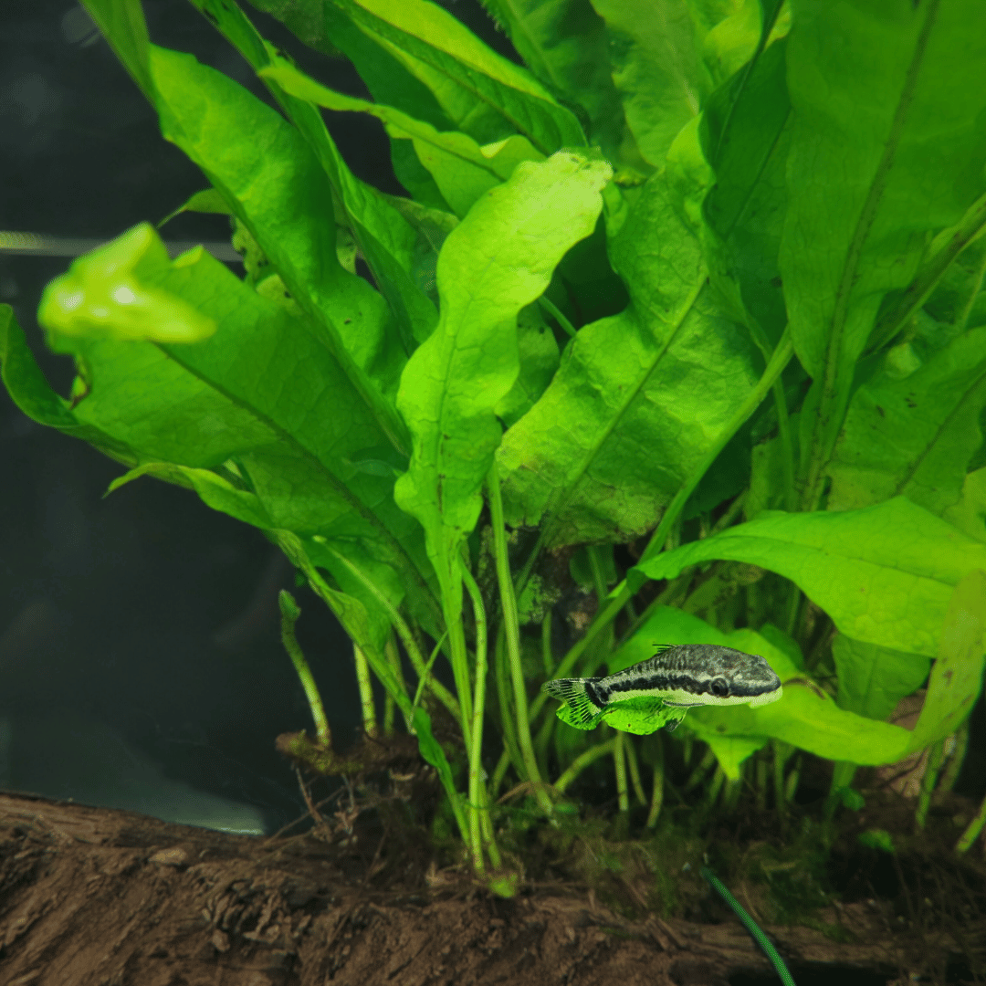 oto catfish tropical fish at pond life