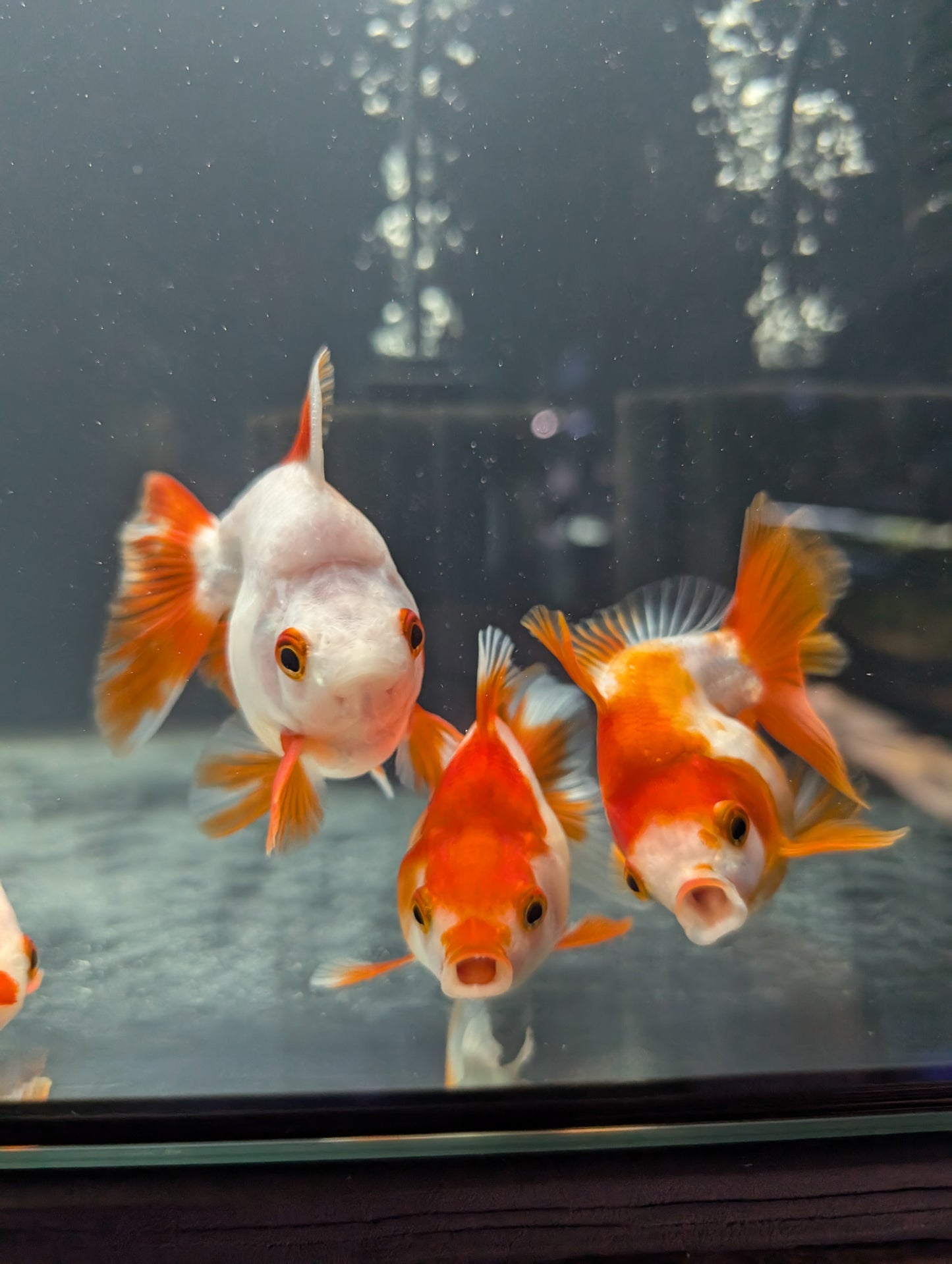 Bunched Plant for Goldfish Grazing