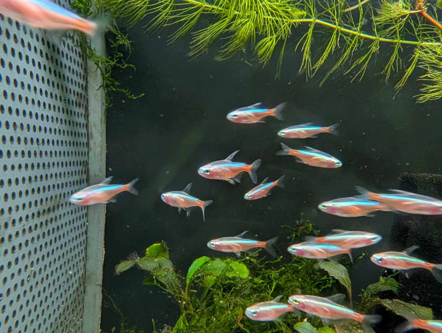 Gold Cardinal Tetra