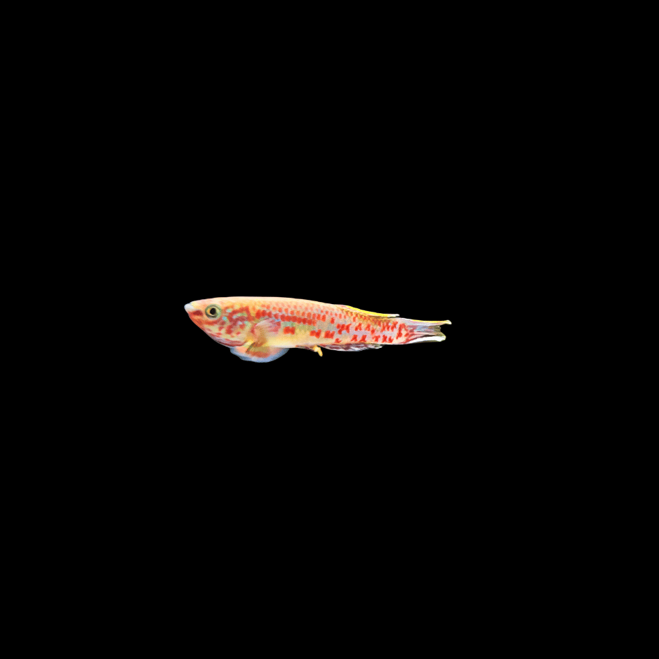 steel blue killifish tropical fish