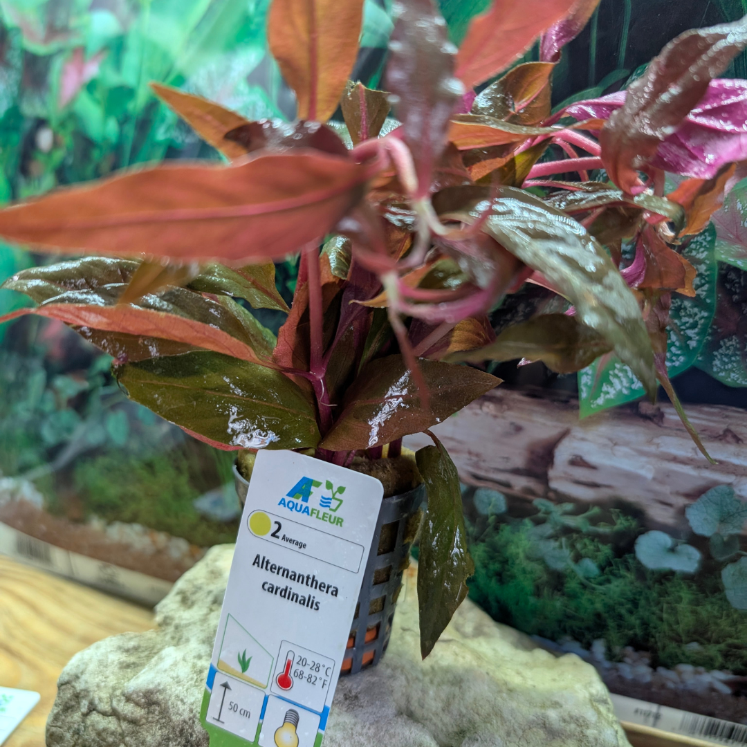 Alternanthera Cardinalis AquaFluer 5cm