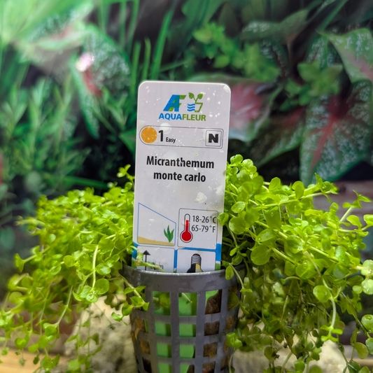 Micranthemum Monte Carlo Aquafluer 5cm