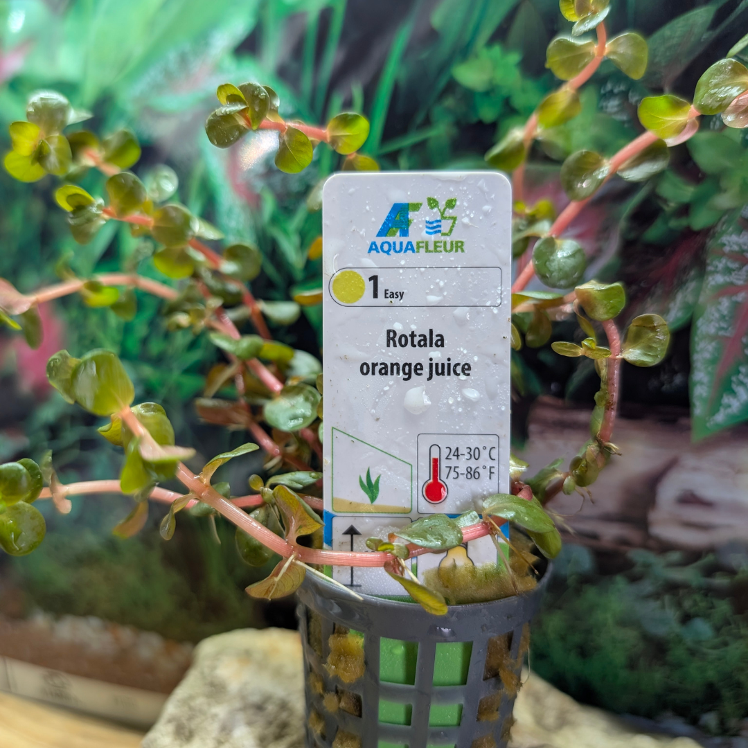 Rotala Orange Juice Aquafluer 5cm