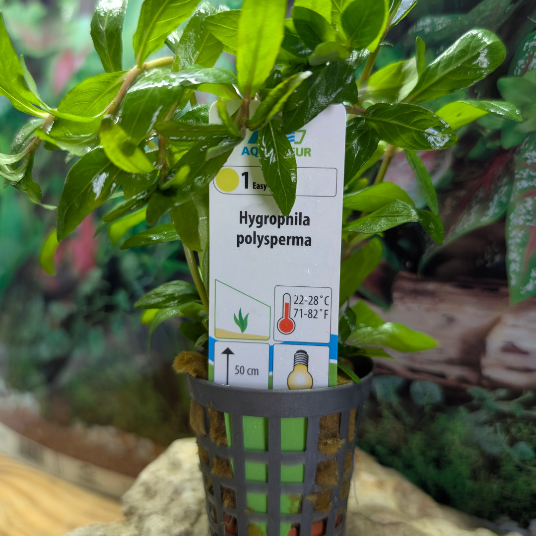 Hygrophila Polysperma Aquafluer 5cm