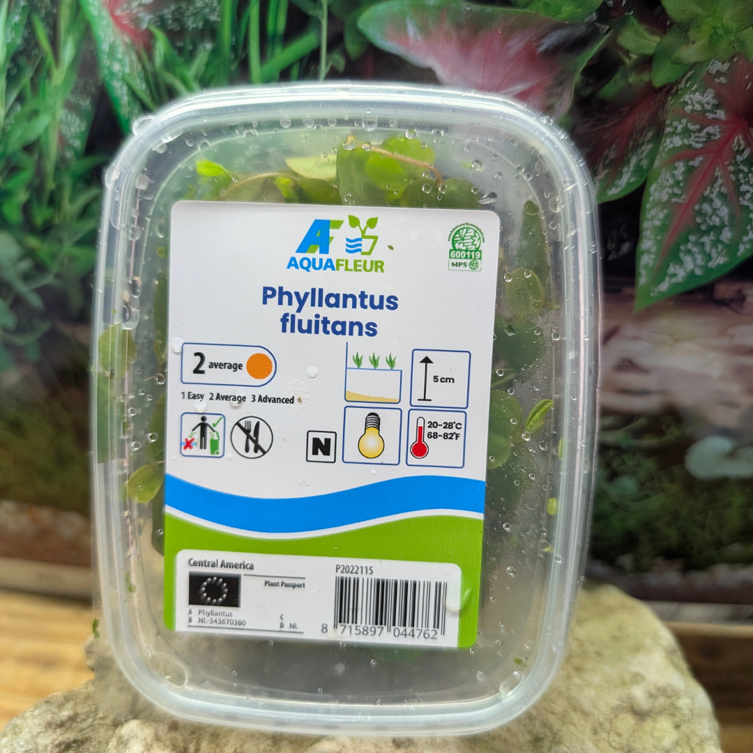 Phyllantus Fluitans Aquafluer Cup