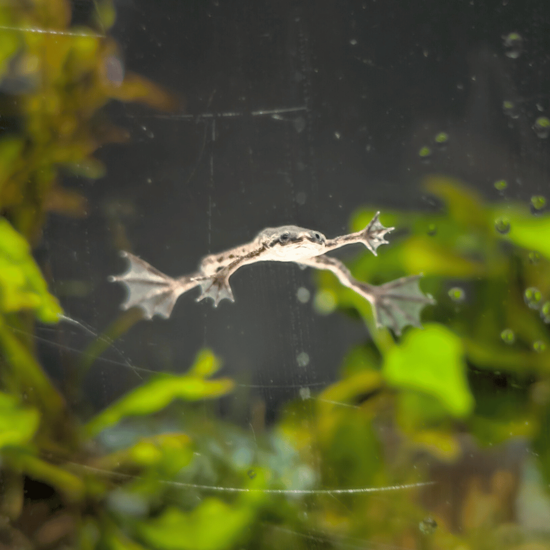 african dwarf frog in mid swim