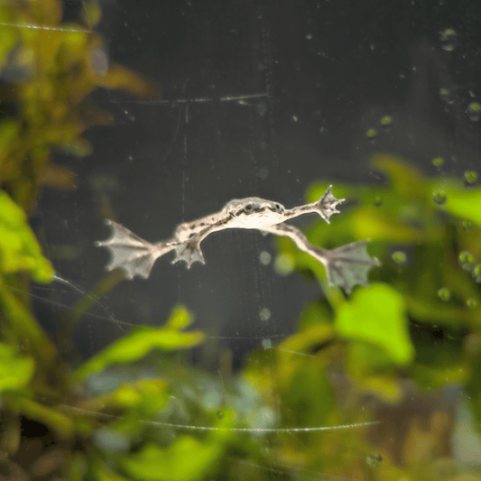 african dwarf frog in mid swim