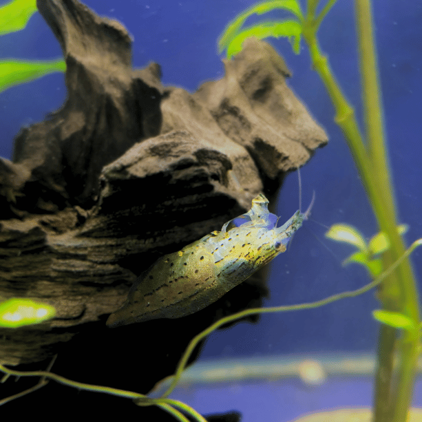 amano shrimp