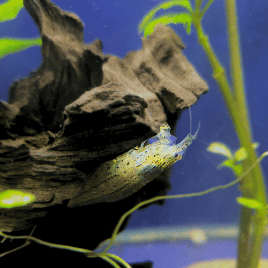 amano shrimp