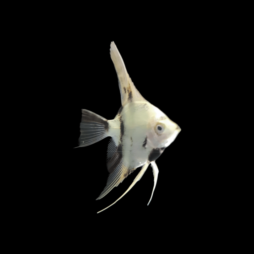 Angelfish