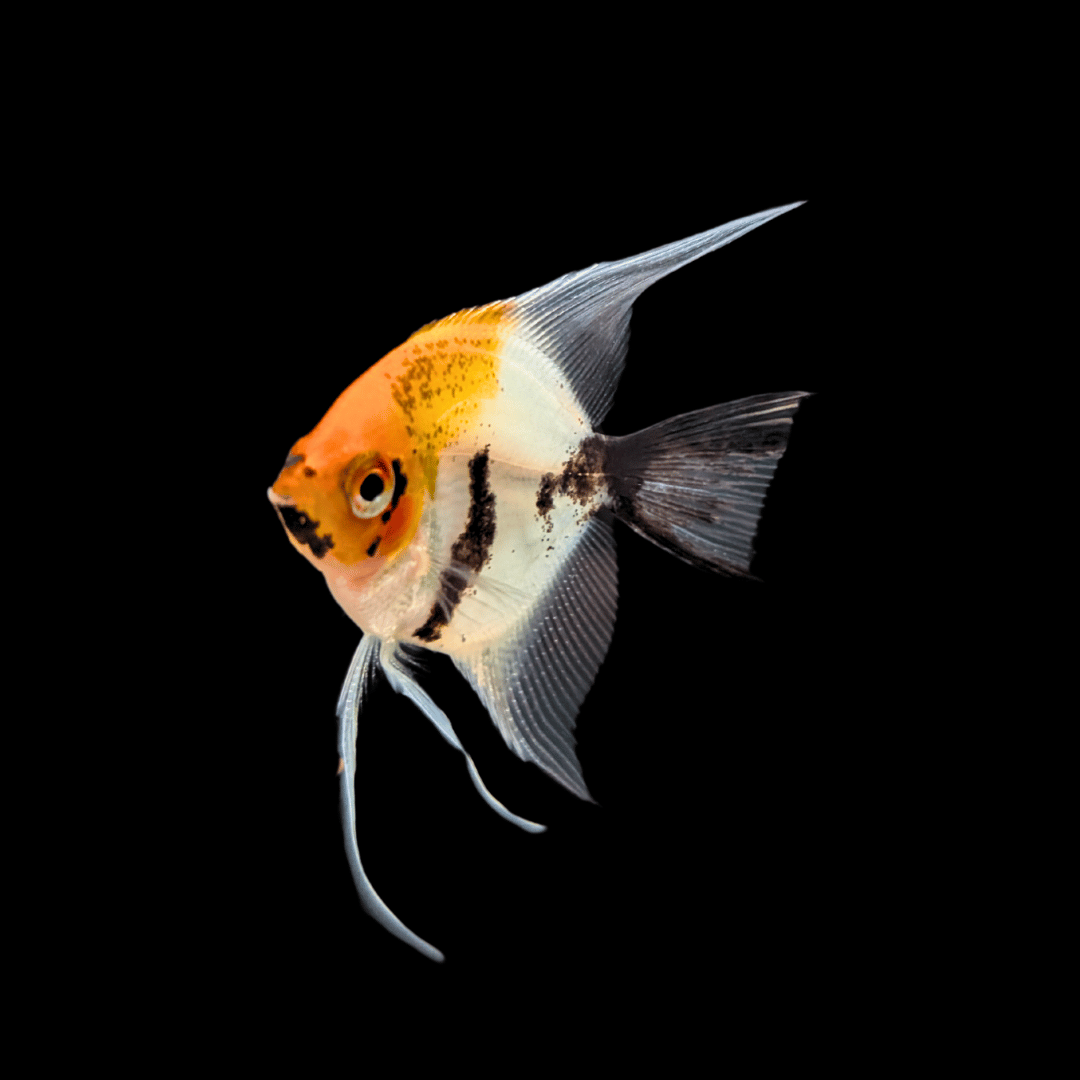 angelfish facing forward