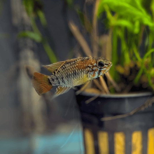 Apistogramma Viejita