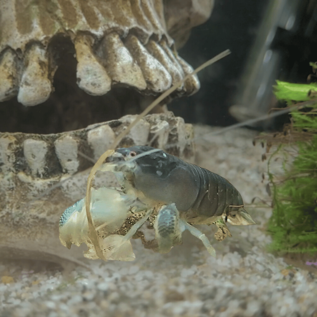 armoured shrimp in front of skill ornament on gravel