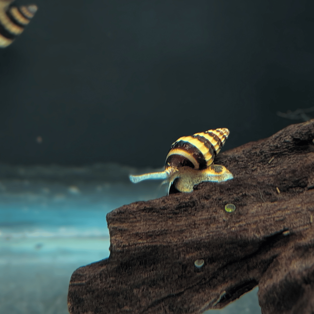 assassin snail on bogwood