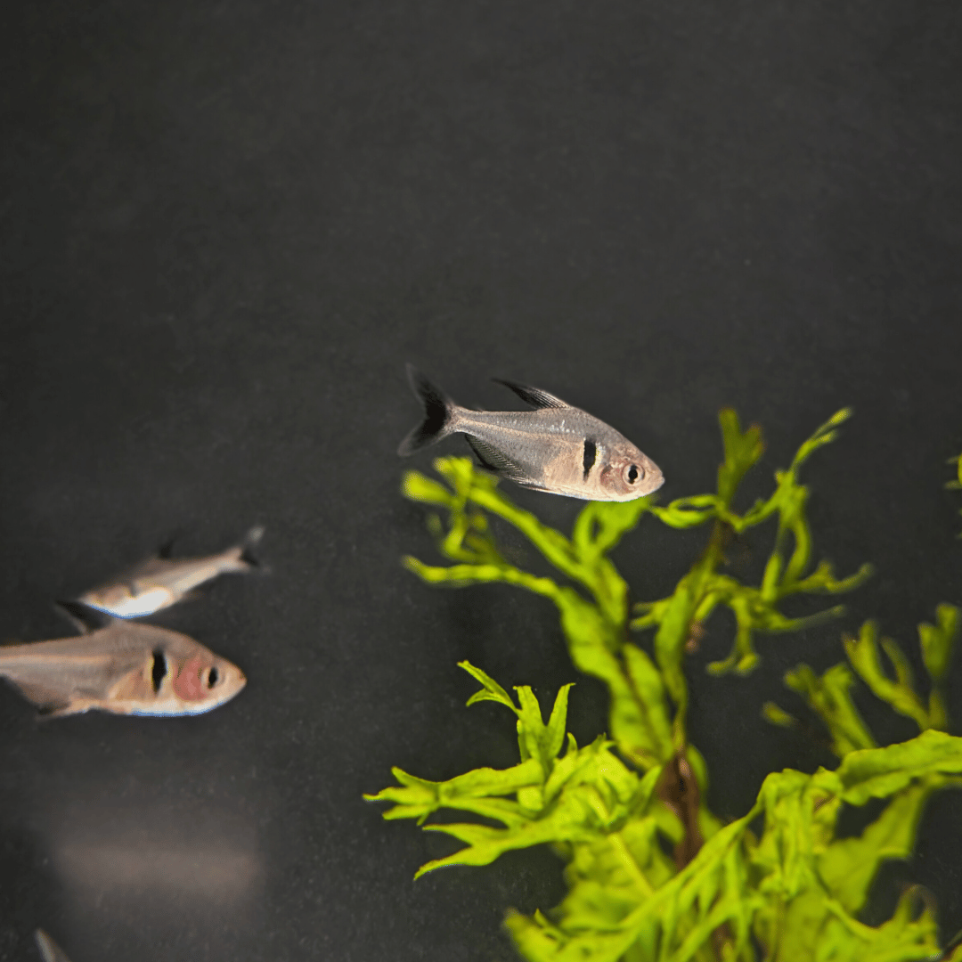 Black Phantom Tetra