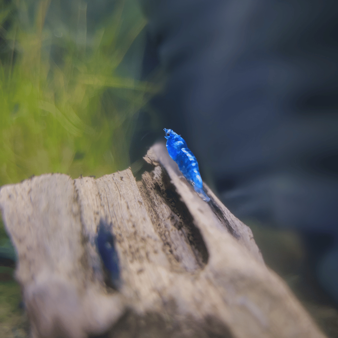 blue cherry shrimp
