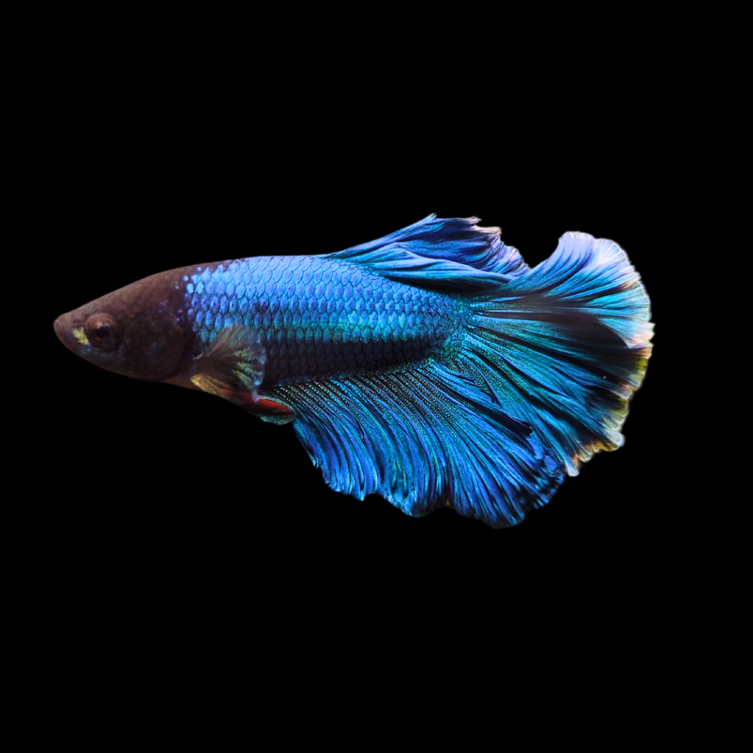 blue halfmoon betta