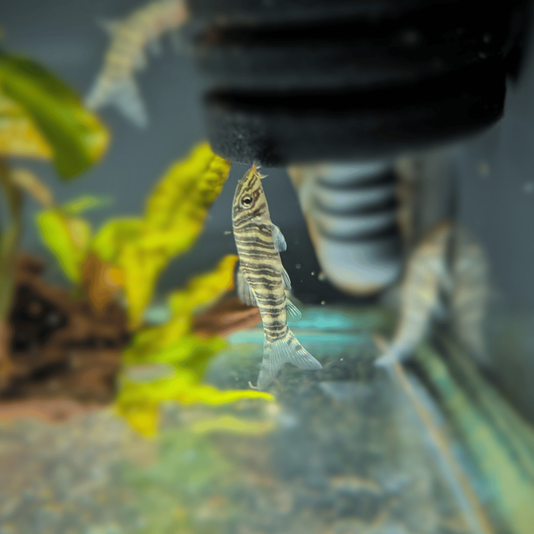 botia striata eating algae from aquarium filter
