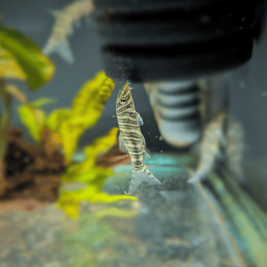 botia striata eating algae from aquarium filter