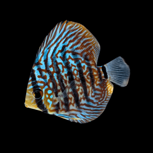 discus fish