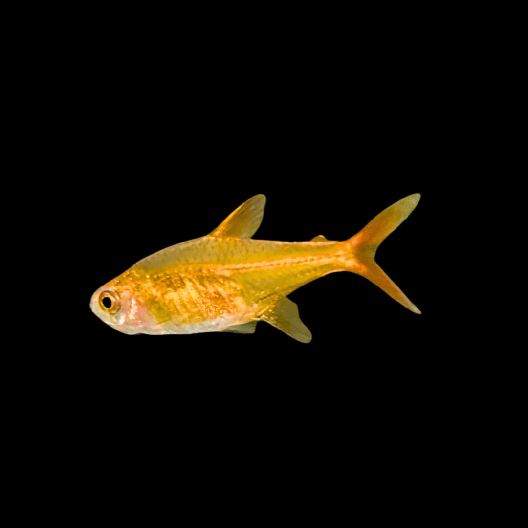 ember tetra