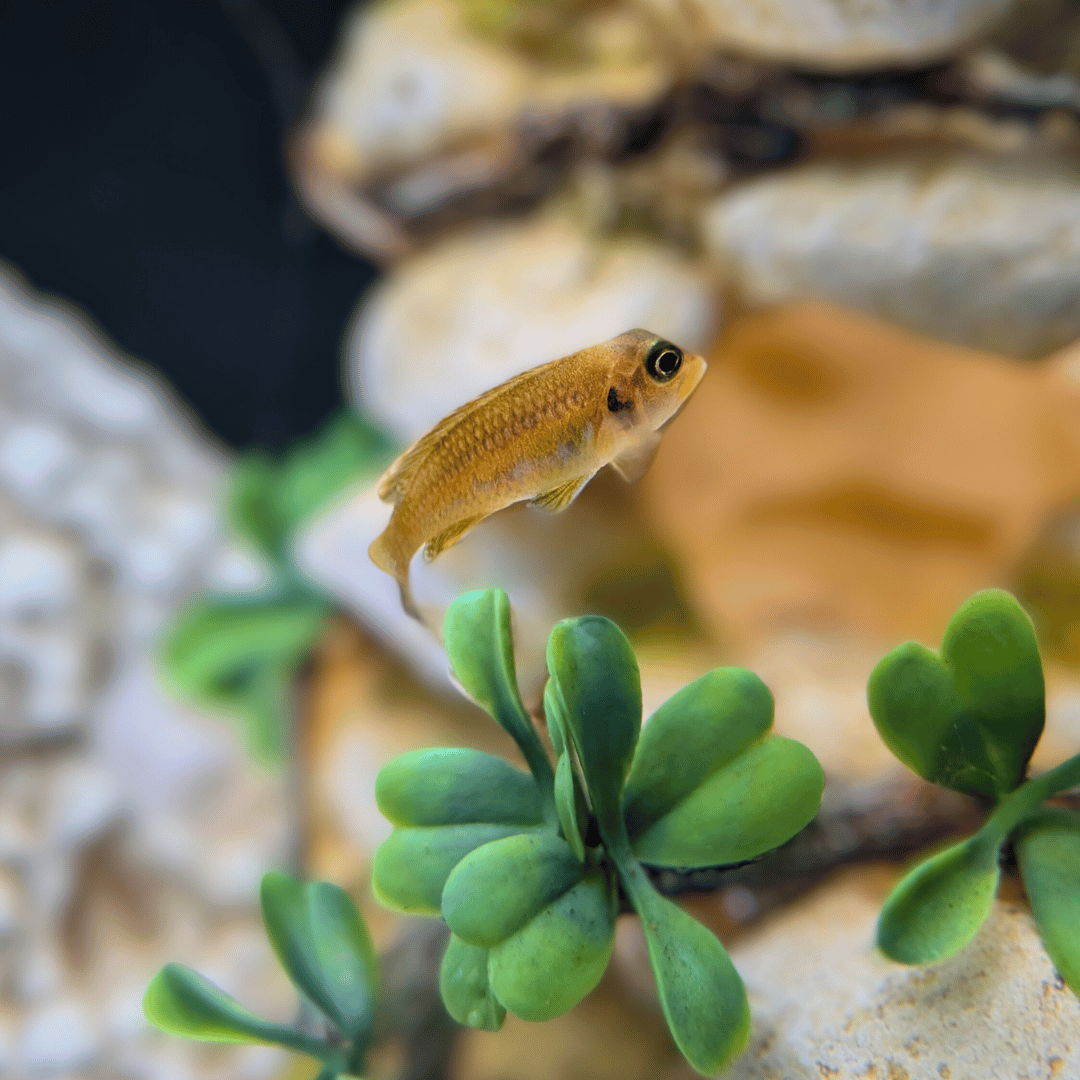 ocellatus cichlid entering a cave aquarium ornament