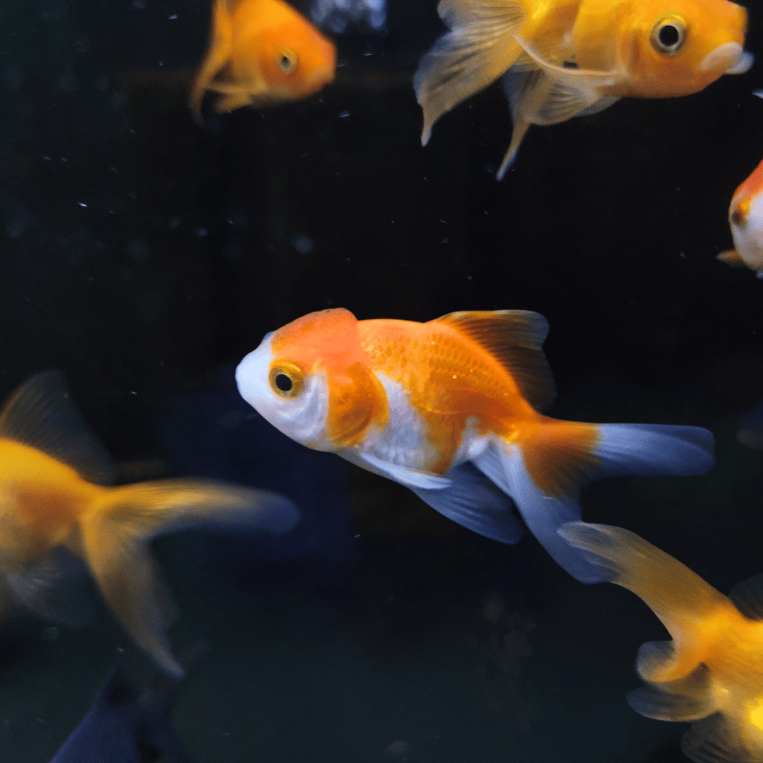 fantail goldfish