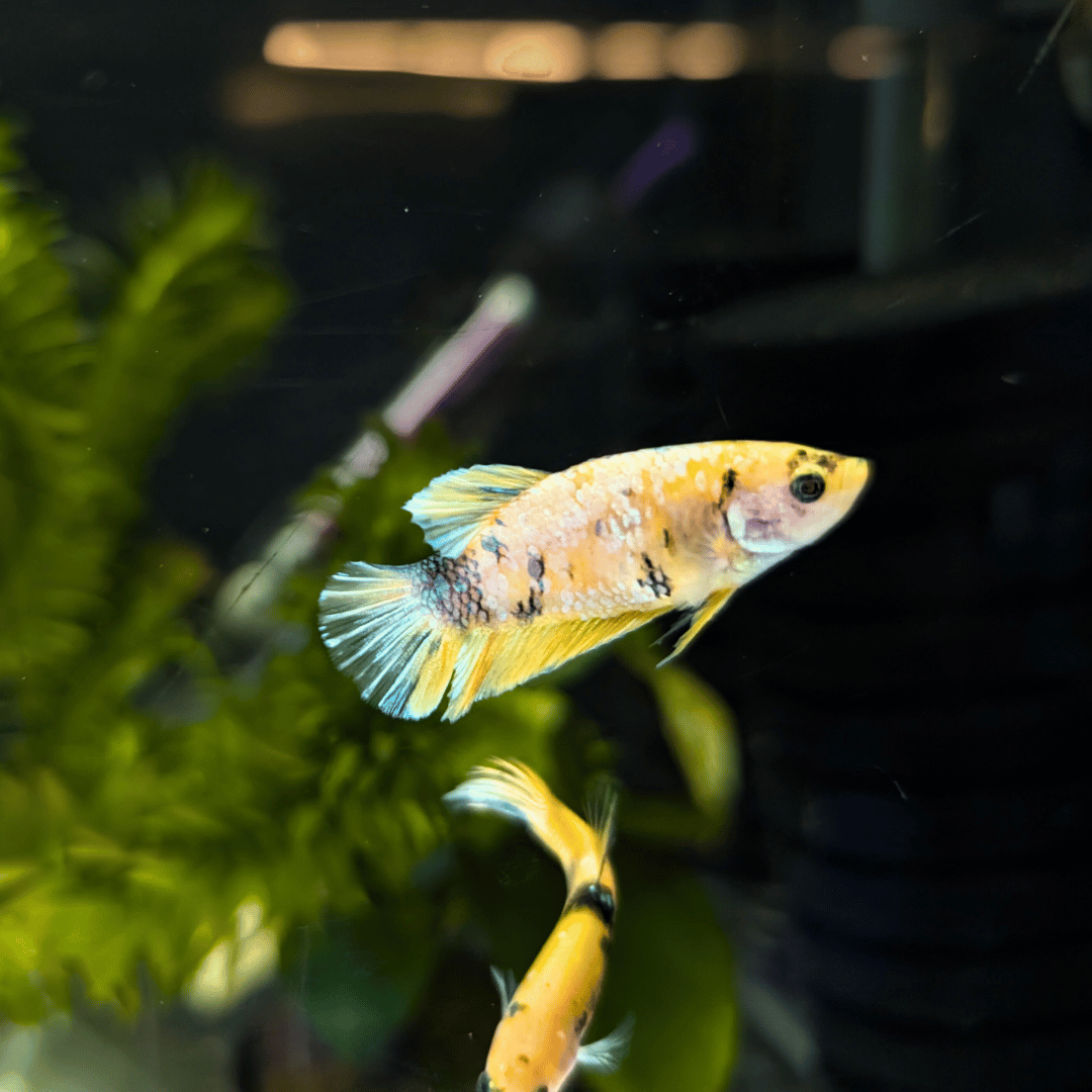 female betta